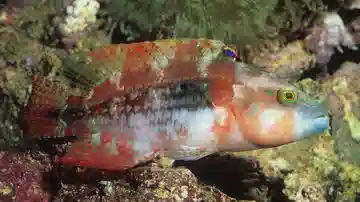 Two Spot Wrasse