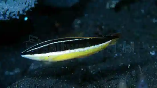 Blackstipe Coris Wrasse - Australia