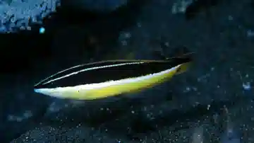 Blackstipe Coris Wrasse - Australia