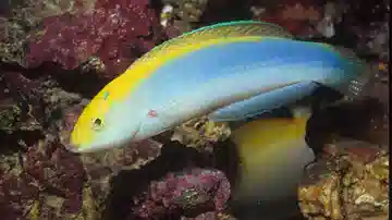 Lightning Wrasse