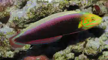 Radiant Wrasse - Red Sea