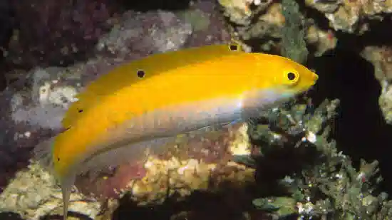 Canarytop Wrasse