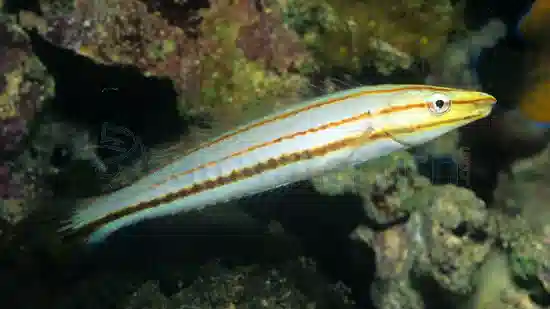 Pastel Slender Wrasse - Juvenile