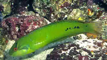 Sea Grass Wrasse - Melanesia