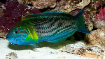 Newton's Wrasse - Atlantic