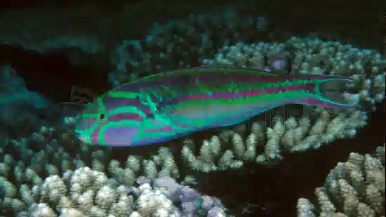 Rainbow Wrasse - South Asia