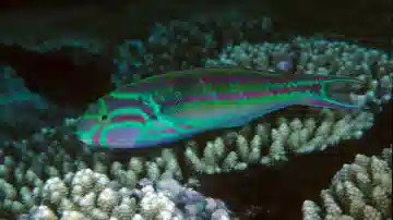 Rainbow Wrasse