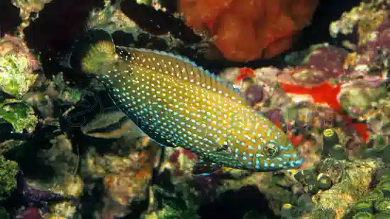 Blue Spotted Tamarin Wrasse