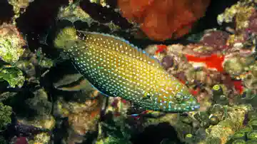 Blue Spotted Tamarin Wrasse - Central Pacific