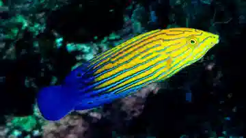 Femininus Wrasse