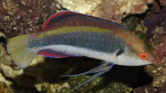 Dotted Fairy Wrasse - Central Pacific