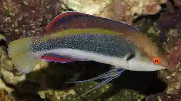 Dotted Fairy Wrasse