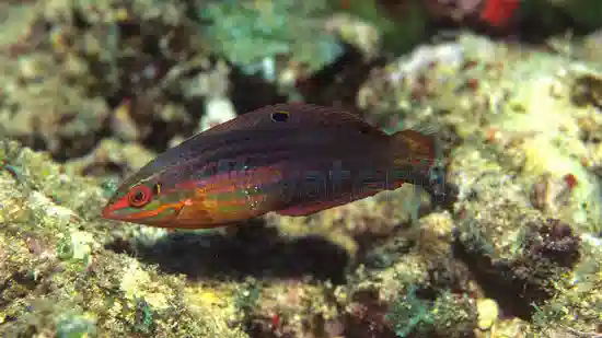 Red-Lined Wrasse