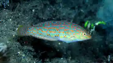 Timor Wrasse - South Asia