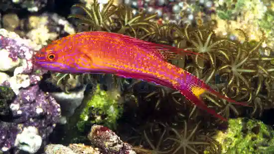 Bell's Flasher Wrasse: Male - Pacific