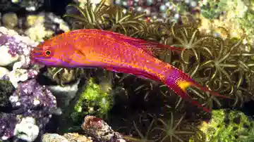 Bell's Flasher Wrasse: Male - Pacific