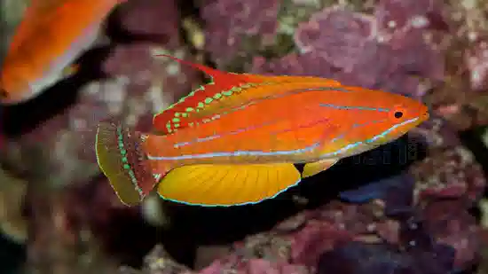 Yellow-Fin Flasher Wrasse