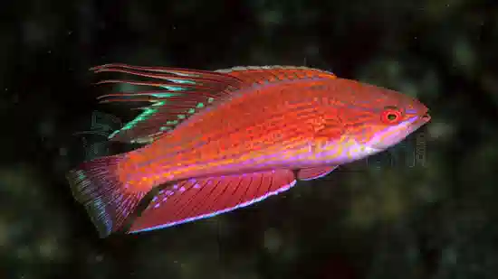 Line Spot Flasher Wrasse