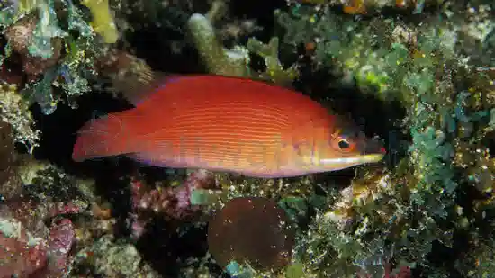 Scarlet Pin Stripe Wrasse - Indo Pacific