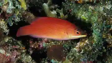 Scarlet Pin Stripe Wrasse