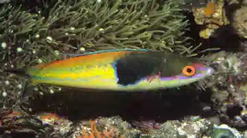 Royal Pencil Wrasse: Male