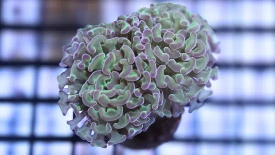 Hammer Coral:Branching Green w/ Pink Tips - Indo Pacific
