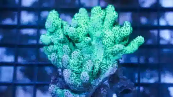 Sinularia Mushroom Finger Coral 