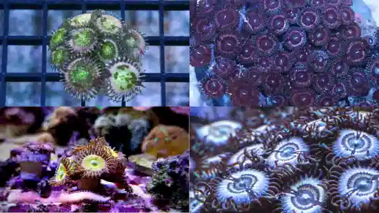 Zoanthid Multicolor - Fiji