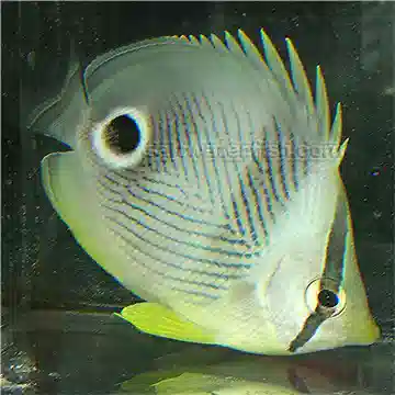 Four Eye Butterflyfish