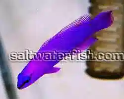 ORA Aquacultured Pack of 7 Fish