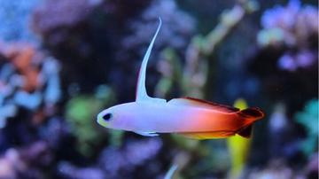  Firefish Goby Nemateleotris magnifica