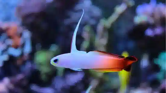 Firefish Goby - Africa