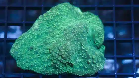 Cactus Pavona Coral: Green - South Pacific