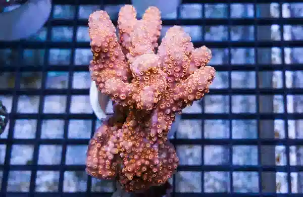 Cactus Pavona Coral: Orange - South Pacific