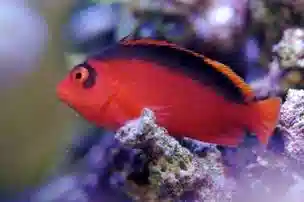 Flame Hawkfish