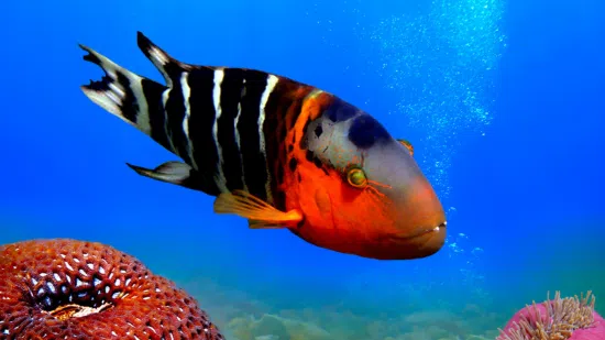 Red Breasted Wrasse