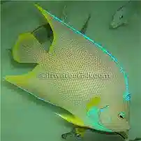 Blue Angelfish