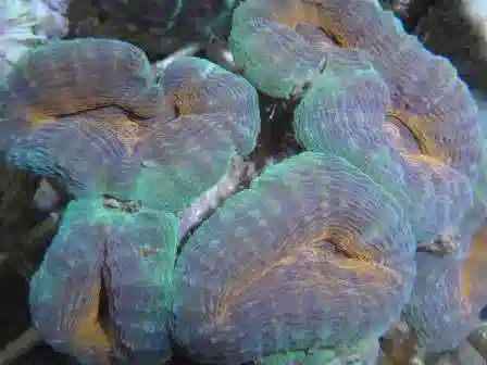 Brain Coral - Multi Red Flower Lobo