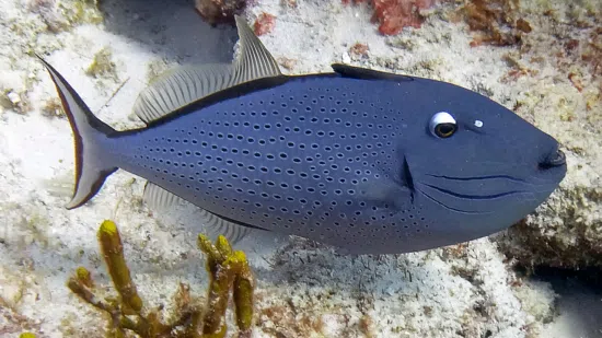 reef safe trigger fish