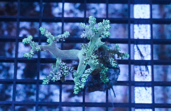 Kenya Tree Coral: Green