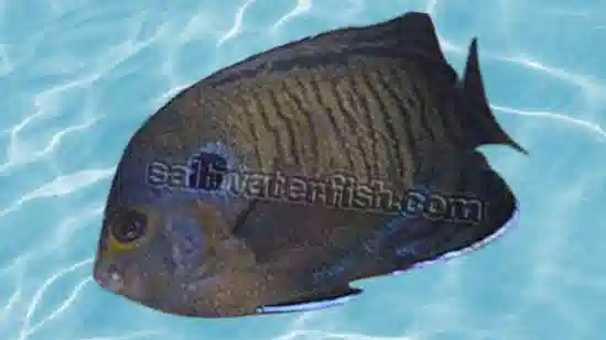 Bluefin Pygmy Angelfish