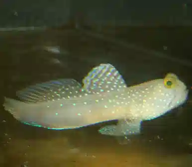 Shrimpgoby - Banded Watchman