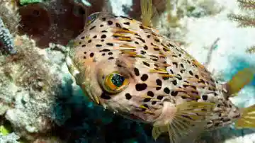 Long-Spine Porcupine Puffer - Pacific
