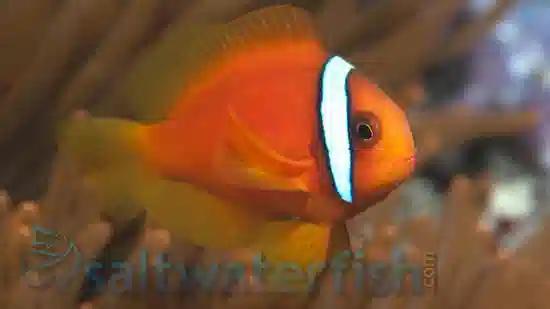 Tomato Clownfish - Aquacultured