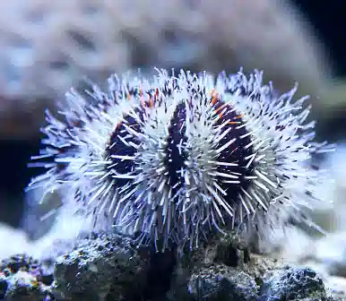 Bali Pincushion Urchin