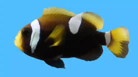 Wide Band Clownfish : Misbar - Aquacultured