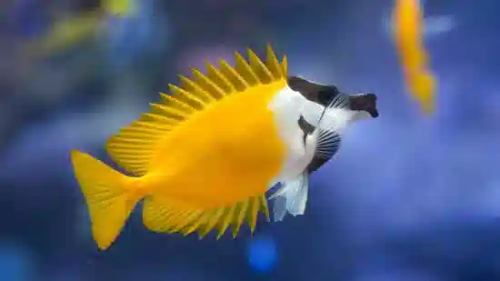 Foxface Rabbitfish - South Pacific