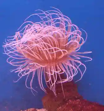 Tube Anemone - Pink