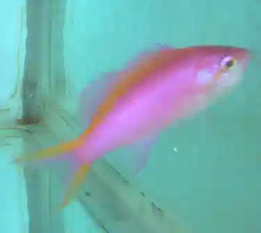 Purple Anthias - Female