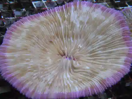 Plate Coral - Purple Rim